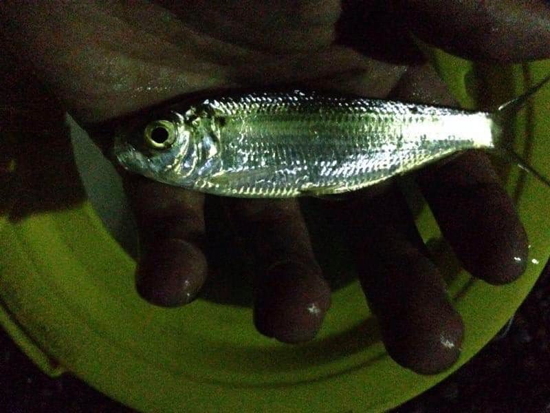 79499321_891685574579708_4494993917363617792_n