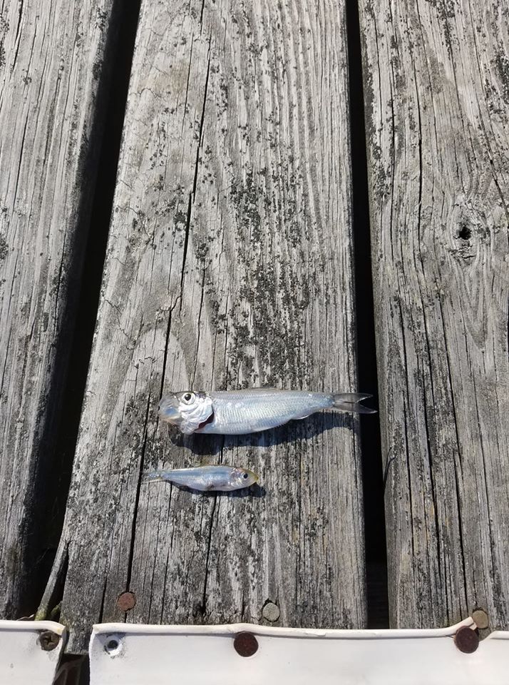 80250110_10101590958788355_1159618702946074624_o