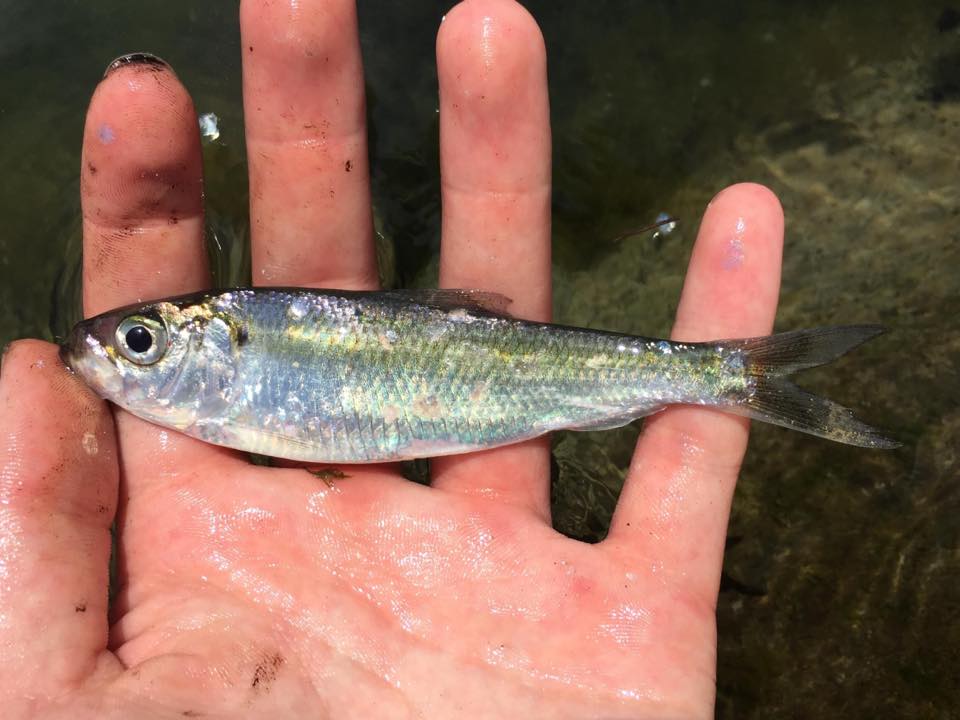 80357610_1015741782124551_1458193254427131904_n